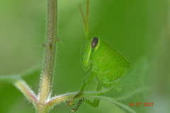 Orthoptera