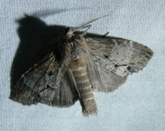 Dasylophia thyatiroides