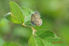 Leptotes marina