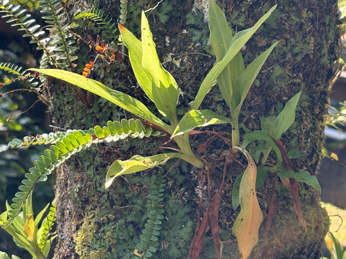 Goodyera procera, photograph 6
