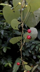Menispermaceae