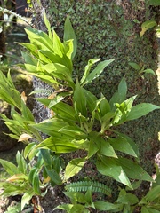 Goodyera procera, photograph (c) 黃美滿, some rights reserved (CC BY)