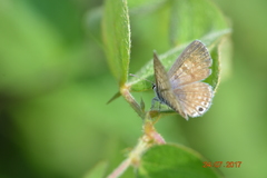 Leptotes marina