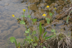 Caltha arctica