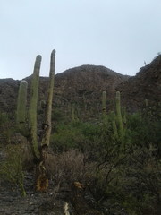 Trichocereus terscheckii