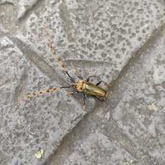 Retrachydes thoracicus