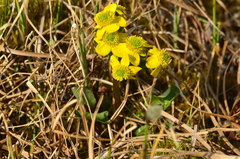 Caltha arctica