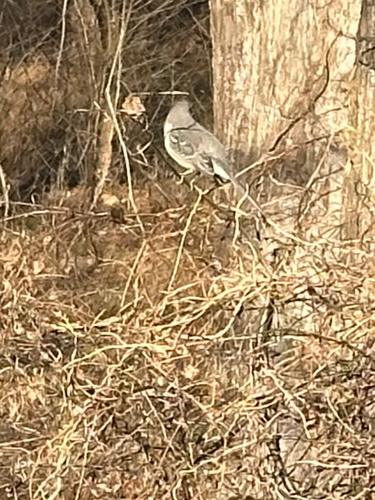 Northern Mockingbird