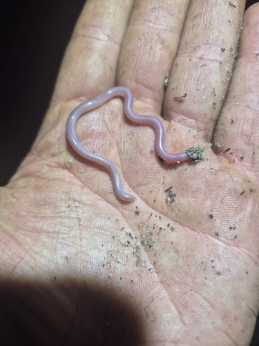 Southern Blind Snake sighting
