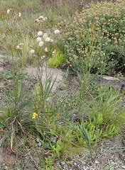 Senecio erosus