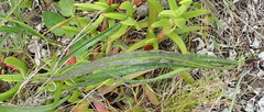 Senecio erosus
