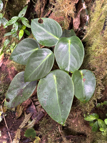 Peperomia maculosa, photograph 2