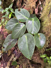 Peperomia maculosa, photograph (c) Toby Rowland, some rights reserved (CC BY)