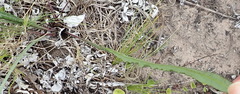 Senecio erosus