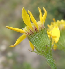 Senecio erosus