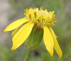 Senecio erosus