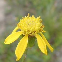 Senecio erosus