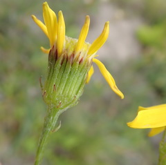 Senecio erosus