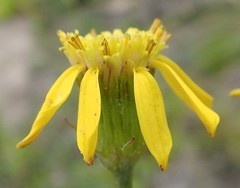 Senecio erosus