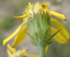Senecio erosus