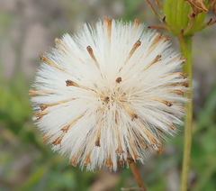 Senecio erosus