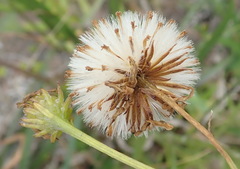 Senecio erosus