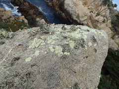 Protoparmeliopsis pinguis