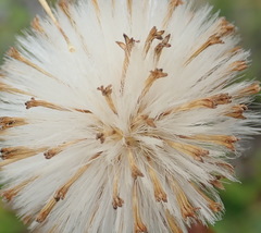 Senecio erosus