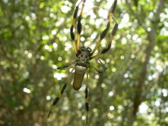 Trichonephila clavipes image