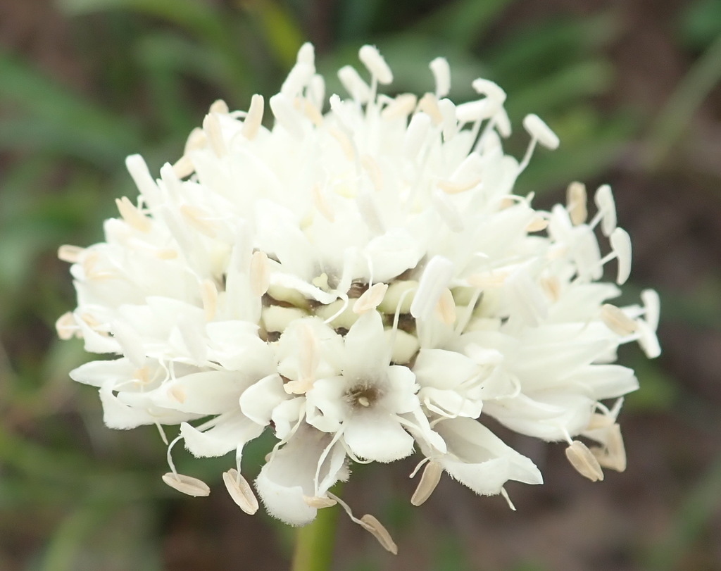 shy-mock-scabious-from-belvidere-plantation-south-cape-dc-south