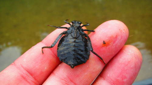 Dragonhunter photographed in Tennessee