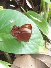 Abisara saturata kausambioides