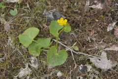 Caltha arctica