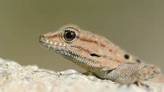 Quedenfeldtia moerens
