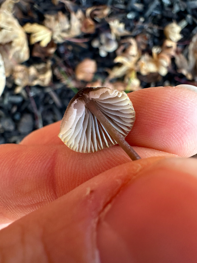 Mycena leptocephala · December 2025 · photo: © kcelshoff (iNaturalist, cc-by)