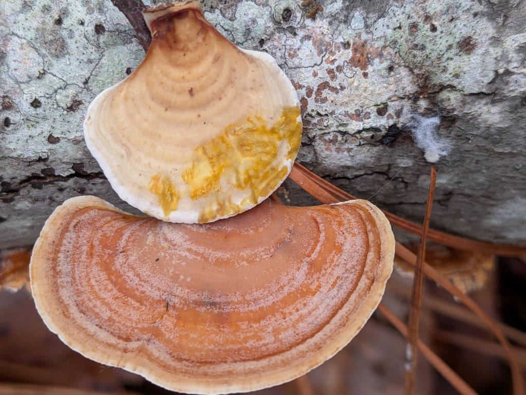 Stereum lobatum · December 2025 · photo: © kzoebel (iNaturalist, cc0)