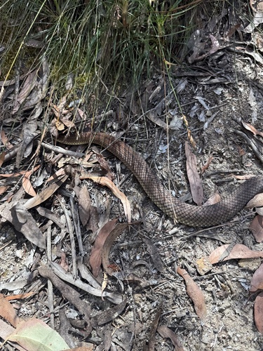 Highlands Copperhead sighting