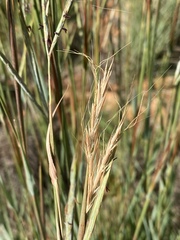 Andropogon gayanus