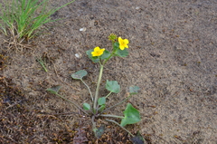 Caltha arctica