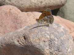 Melitaea punica