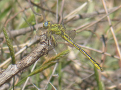 Gomphus simillimus