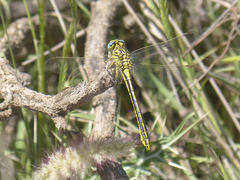 Gomphus simillimus