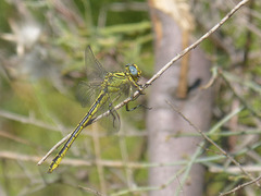 Gomphus simillimus