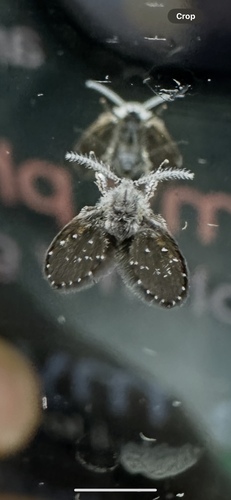 Unknown species found near Great Smoky Mountains National Park, Townsend, TN, US