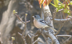 Fringilla coelebs africana