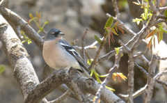 Fringilla coelebs africana