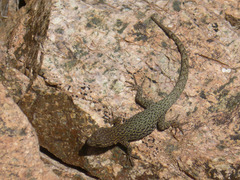 Quedenfeldtia trachyblepharus
