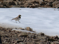 Eremophila alpestris atlas