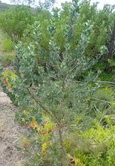 Podalyria myrtillifolia