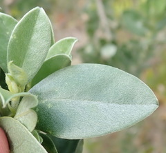 Podalyria myrtillifolia